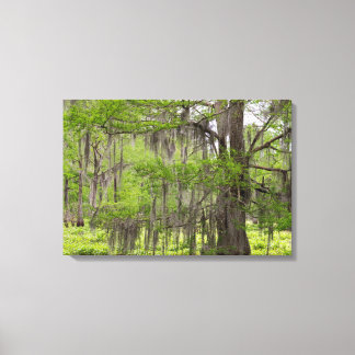 Louisiana Swamp Cypress Canvas Print