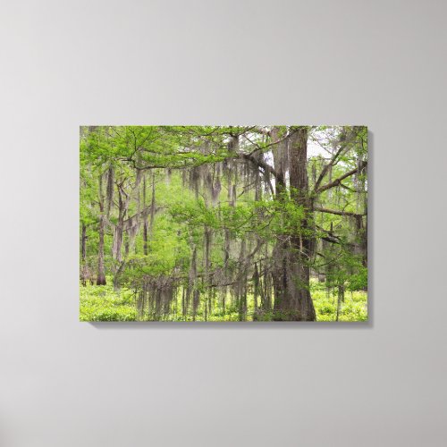 Louisiana Swamp Cypress Canvas Print