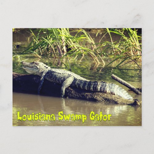 Louisiana Swamp Gator Postcard