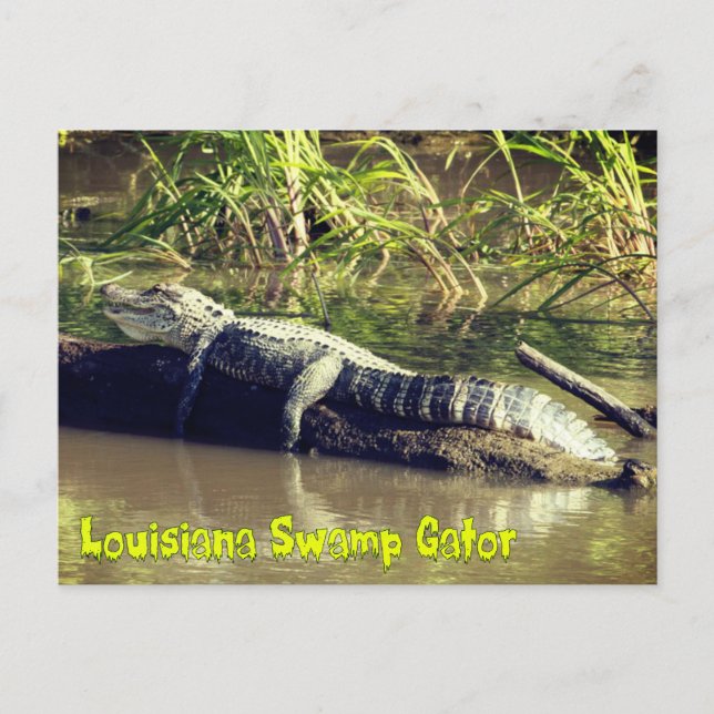 Louisiana Swamp Gator Postcard (Front)