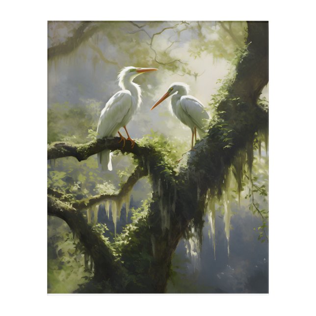 Louisiana Swamp: Ibis Serenity Acrylic Print (Front)