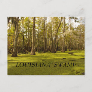 Louisiana Swamp (LA), LOUISIANA  SWAMP Postcard