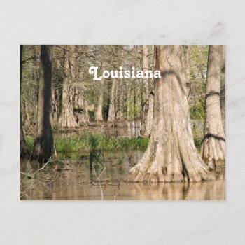 Louisiana Swamp Postcard by GoingPlaces at Zazzle