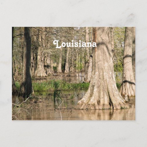 Louisiana Swamp Postcard