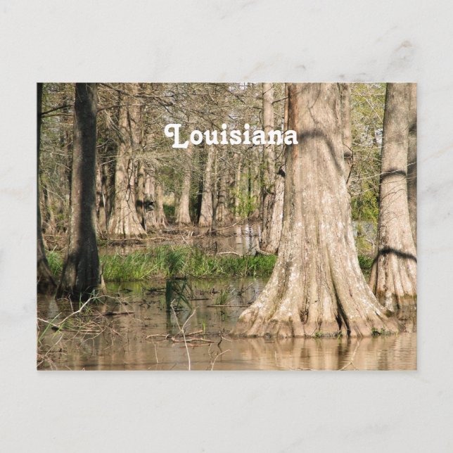 Louisiana Swamp Postcard (Front)