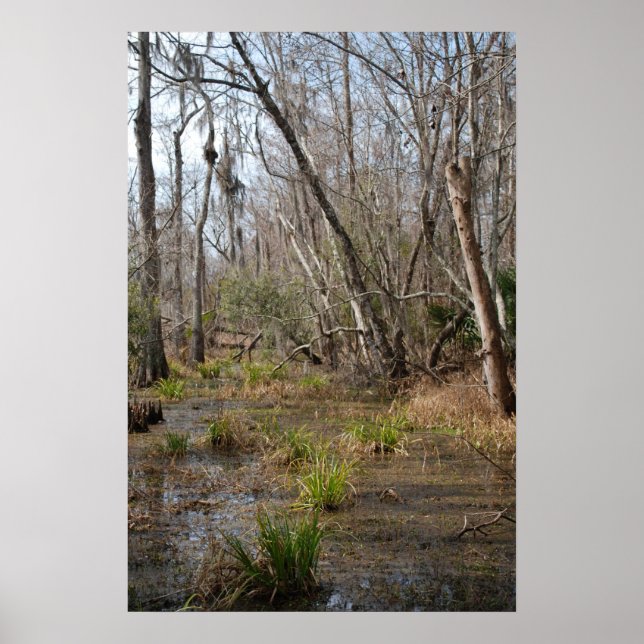 Louisiana Swamp poster (Front)