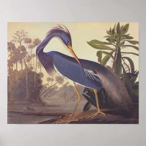 Louisiana Tricolored Heron Audubon Vintage Art Poster