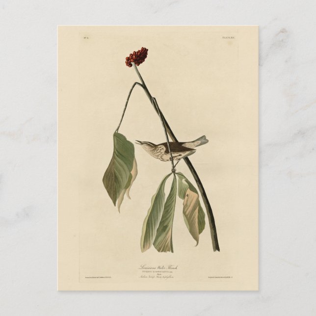 Louisiana Water Thrush, Audubon's Birds of America Postcard (Front)