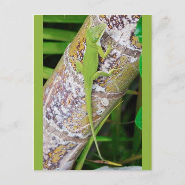 Lounge Lizard Green Gecko Postcard (Front)