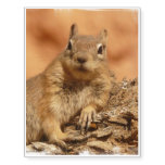 Lounging Chipmunk Temporary Tattoos