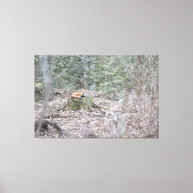 Lounging Fox Canvas Print (Front)