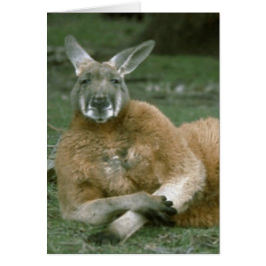 Lounging Kangaroo Cards (Front)