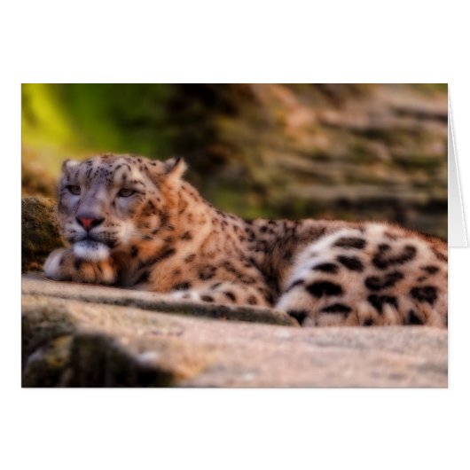 Lounging Leopard Cards (Front Horizontal)