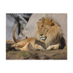 Lounging Lion Postcard