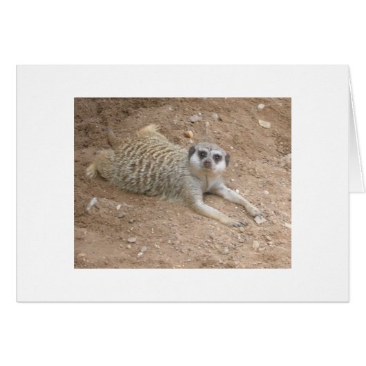 Lounging Meerkat Card (Front Horizontal)