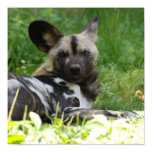 Lounging Wild Dog Poster