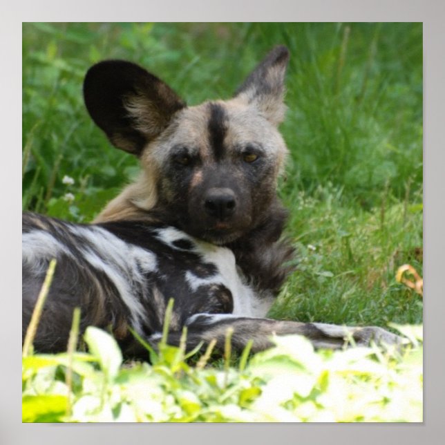 Lounging Wild Dog Poster (Front)