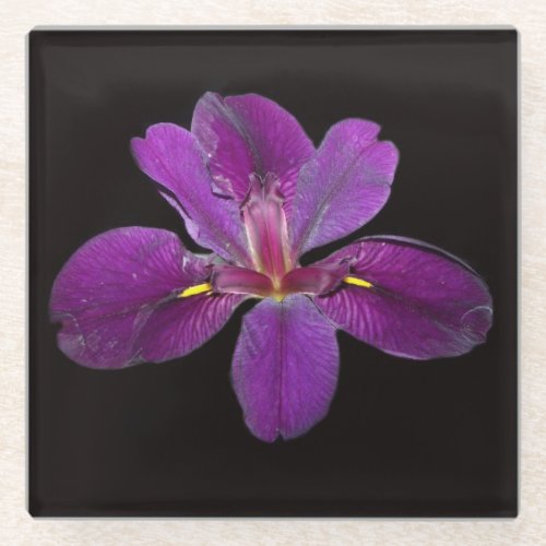 Lousiana Black Gamecock Iris Flower Glass Coaster