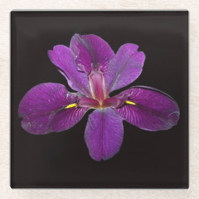 Lousiana Black Gamecock Iris Flower Glass Coaster (Front)