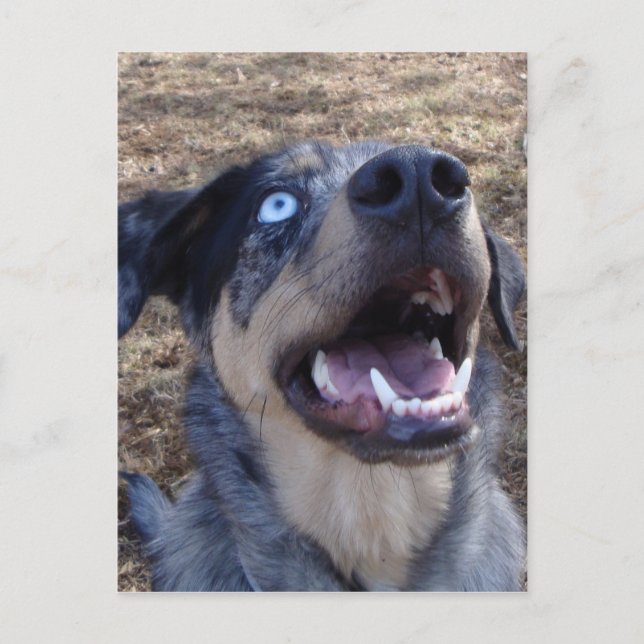 Lousiana Catahoula Leopard Dog Postcard (Front)