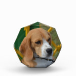 Lovable Beagle Award