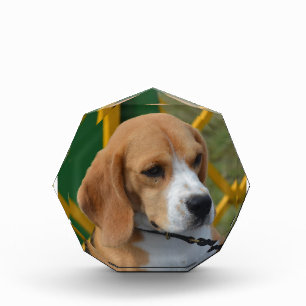 Lovable Beagle Award