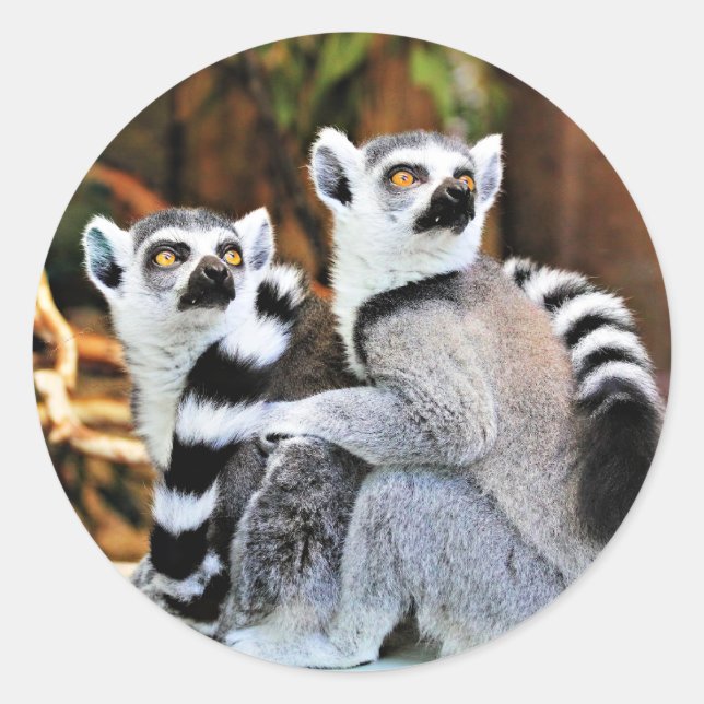 Lovable Lemurs Classic Round Sticker (Front)