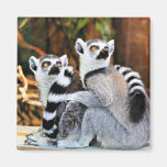 Lovable Lemurs Magnet