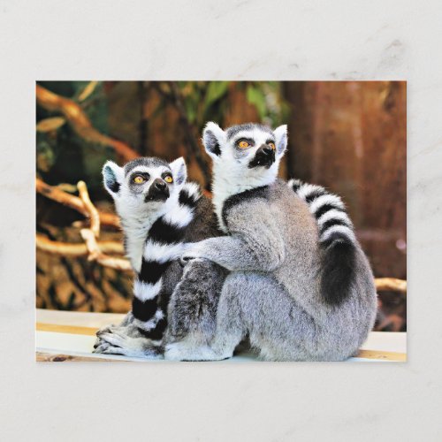Lovable Lemurs Postcard