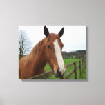 Lovable Quarter Horse Canvas Print