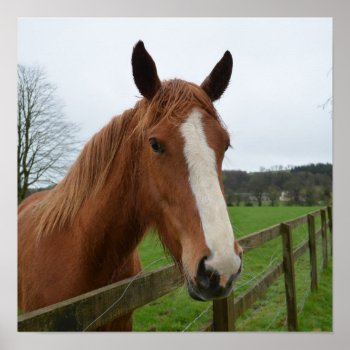 Lovable Quarter Horse Poster by HorseStall at Zazzle