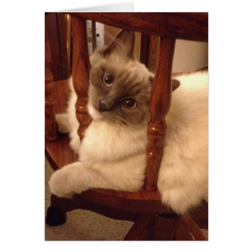Lovable Ragdoll Kitten claiming your chair 