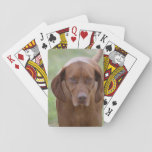 Lovable Vizsla Poker Cards