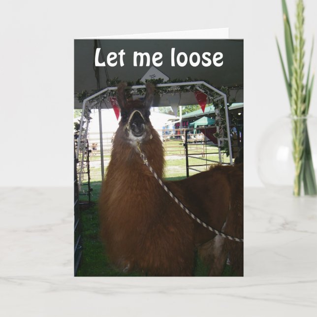 LOVE A LLAMA..OR SOMEONE ELSE...SEND HIM OUT TODAY CARD (Front)