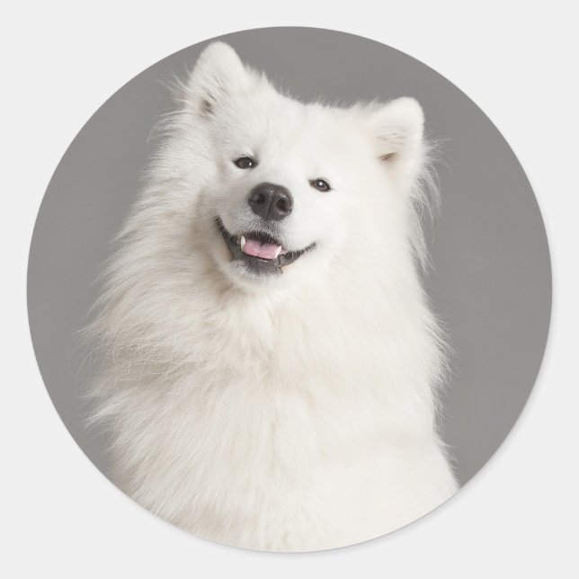 Love American Eskimo Puppy Dog Sticker / Label (Front)