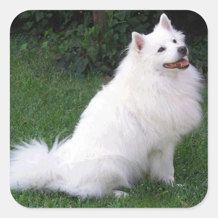 can a american eskimo dog and a carolina dog be friends