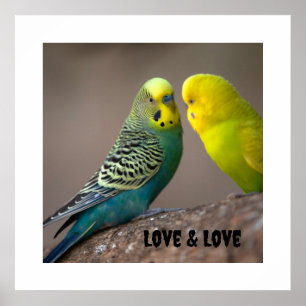 Love and Love Parrot Romance Charming Love birds Poster