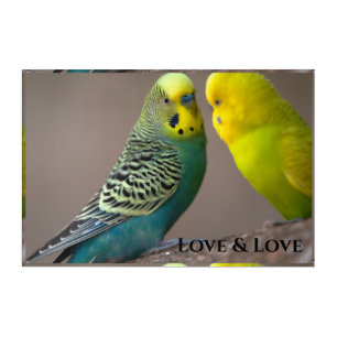 Love and Love Text Birds Custom Acrylic Wall Art