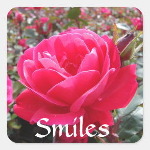 Love and Romance Smiles Pink Rose Love Stickers