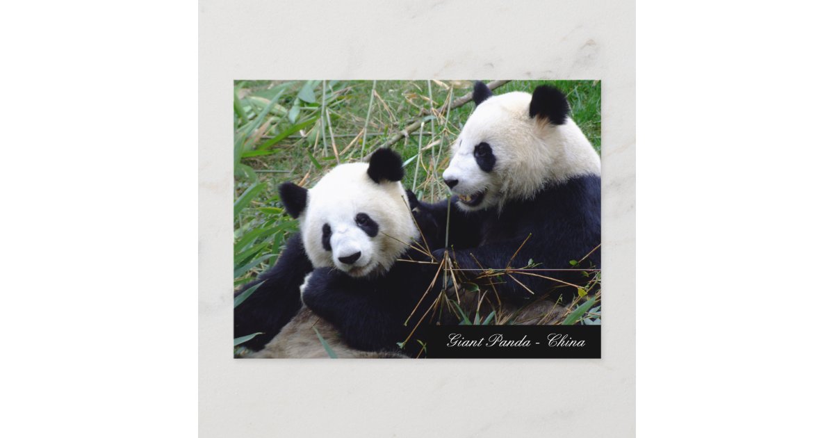 Love & Bamboo - Giant Panda Bears / China Postcard | Zazzle