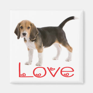 Love Beagle Puppy Dog Fridge Magnet