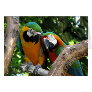 Love Birds Cards