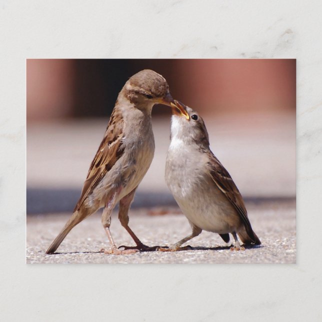 Love Birds Kissing Postcard (Front)