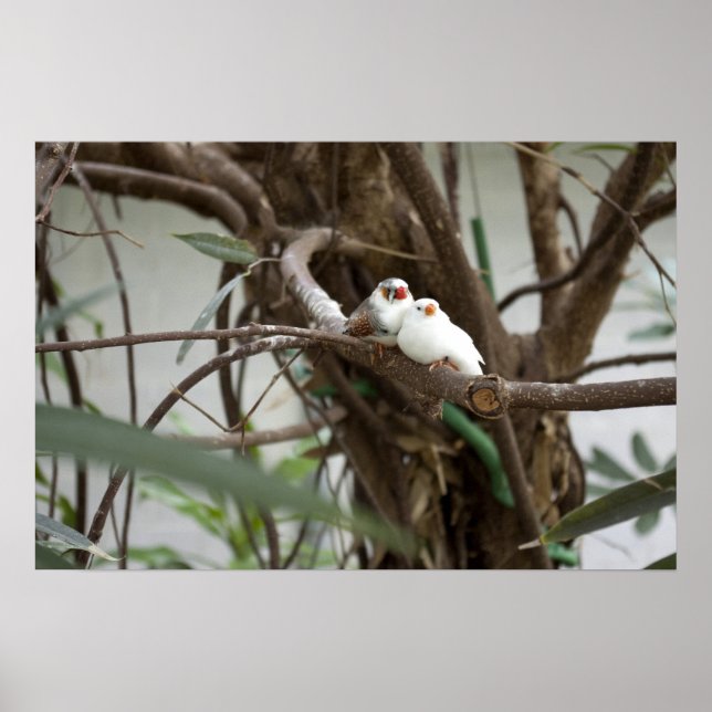 Love Birds Poster (Front)