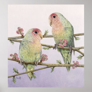 Love Birds Poster