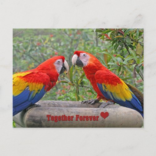Love Birds Scarlet Mackaws Happy Couple Postcard