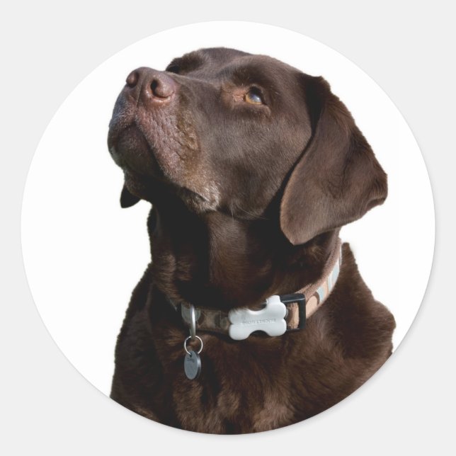 Love Black Brown Labrador Retriever Sticker  Label (Front)