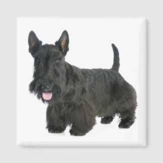 Scottie Dog Refrigerator Magnets | Zazzle