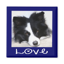 Love Black & White Border Collie Puppy Blue Magnet