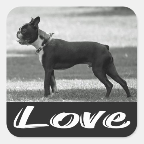 Love Black  White Boston Terrier Dog Sticker